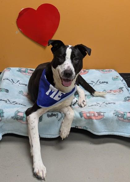 Olga, a ADOPTABLE mixed breed in Bellingham, WA image 4/6