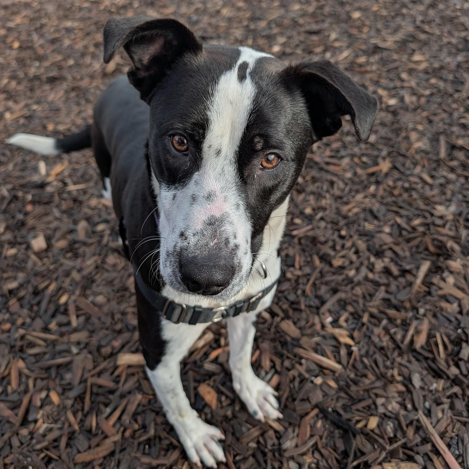Olga, ADOPTABLE, Young Female Mixed Breed.
