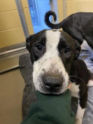 Olga, a ADOPTABLE mixed breed in Bellingham, WA image 6/6