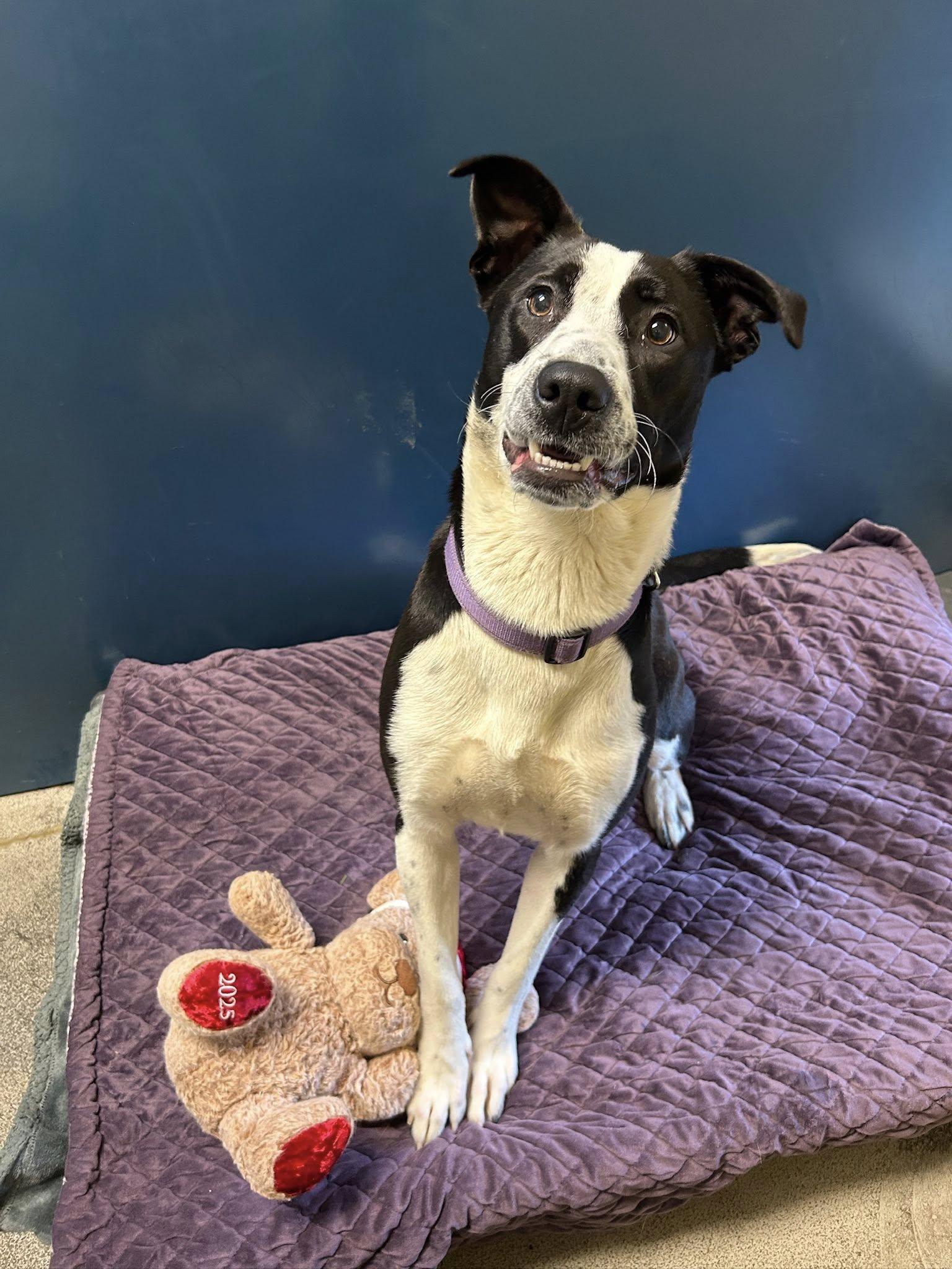 Opal, ADOPTABLE, Young Female Mixed Breed.