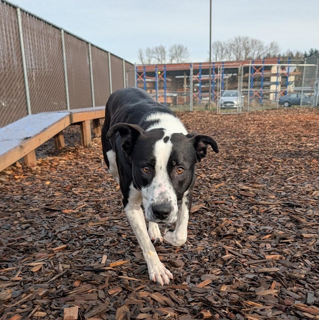 Olga, a ADOPTABLE mixed breed in Bellingham, WA image 3/6