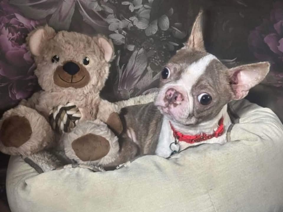 Enlarge Pearle, a Adopted Boston Terrier in Antioch, TN image 1/6