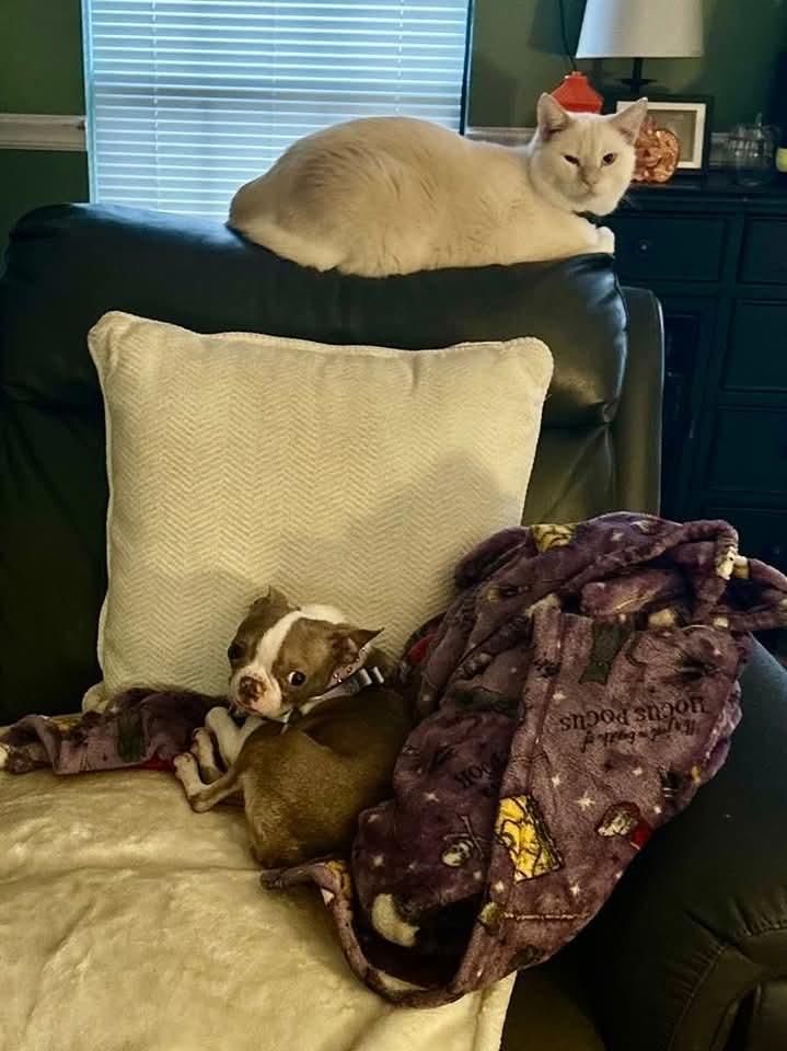 Enlarge Pearle, a Adopted Boston Terrier in Antioch, TN image 2/6