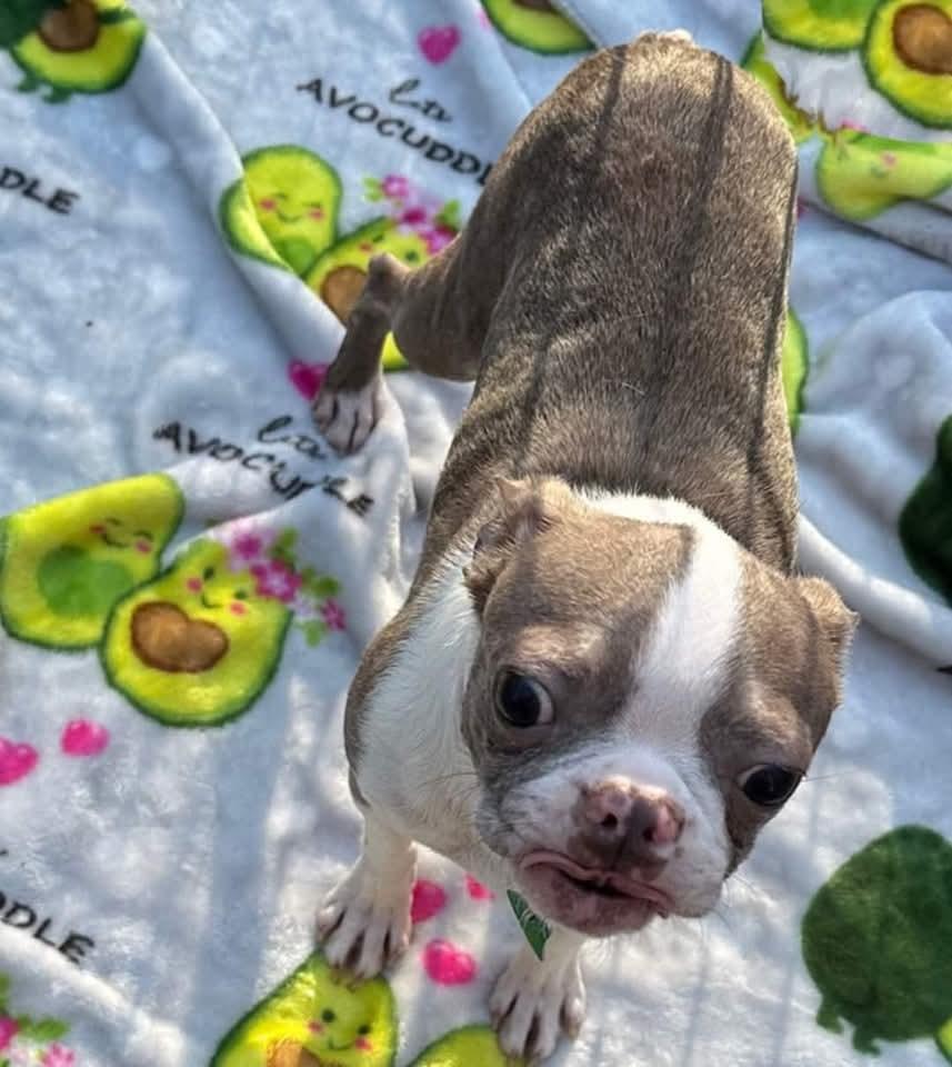 Enlarge Pearle, a Adopted Boston Terrier in Antioch, TN image 3/6