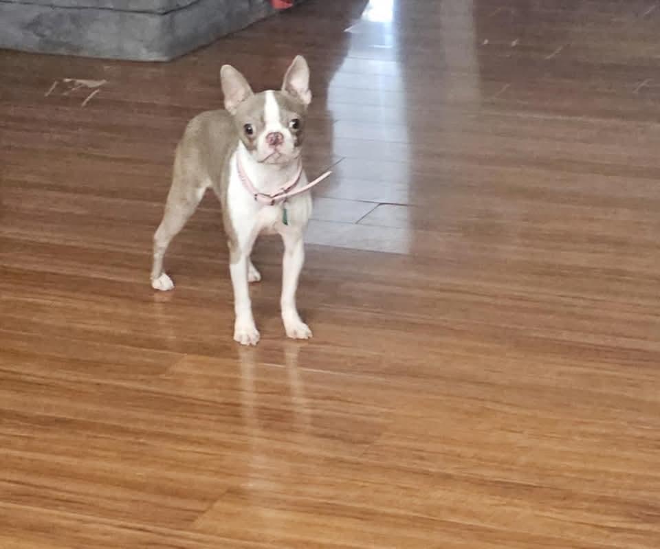 Enlarge Pearle, a Adopted Boston Terrier in Antioch, TN image 4/6
