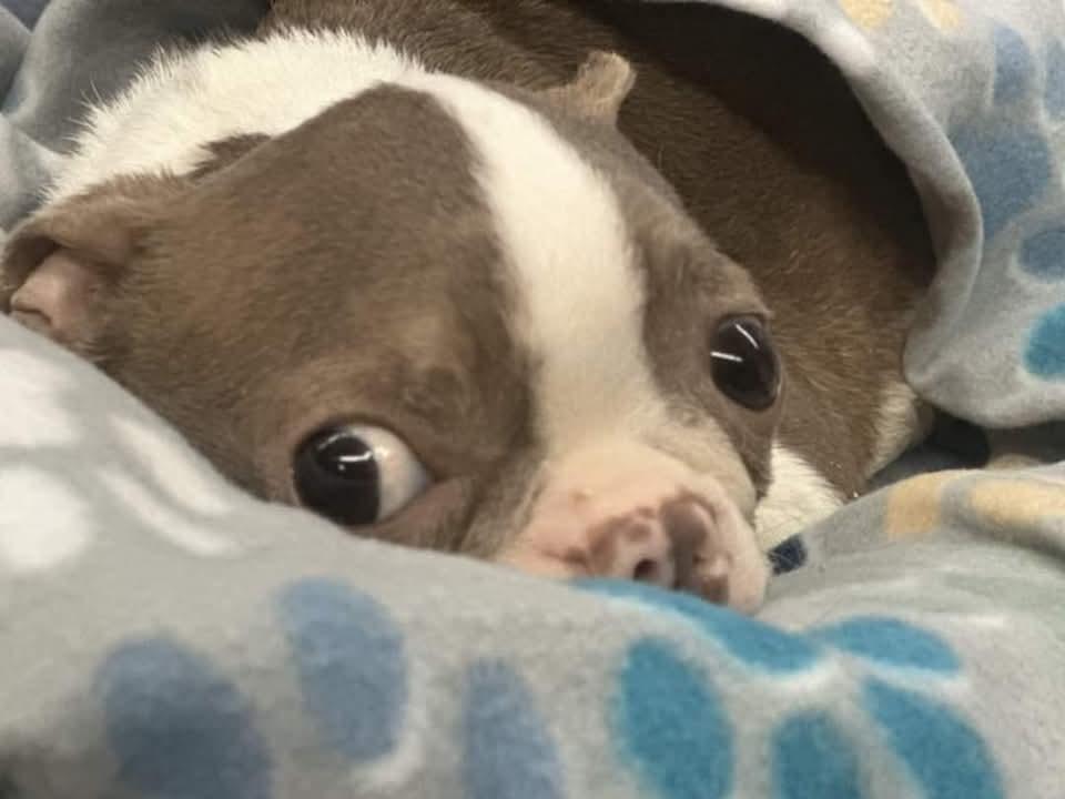 Enlarge Pearle, a Adopted Boston Terrier in Antioch, TN image 5/6