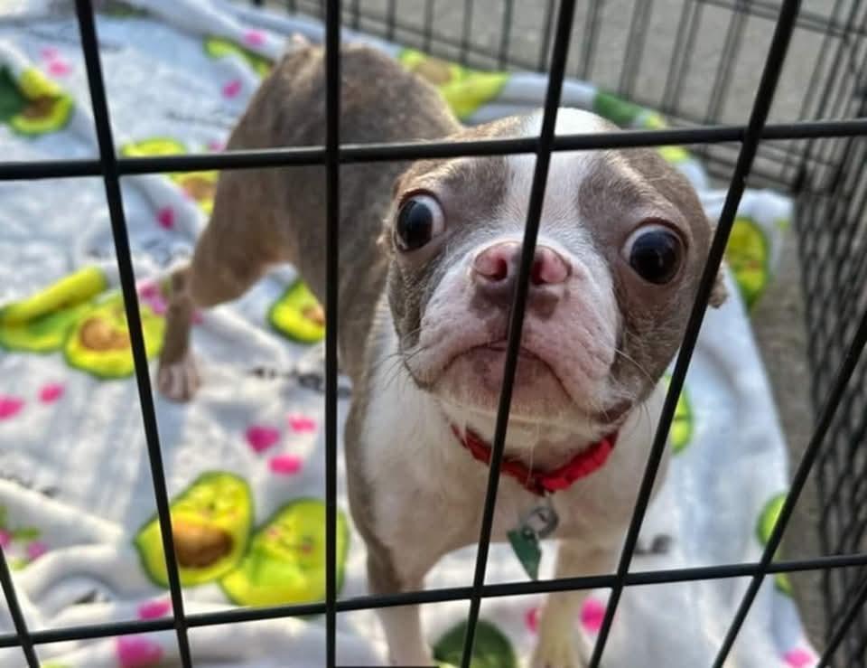 Enlarge Pearle, a Adopted Boston Terrier in Antioch, TN image 6/6