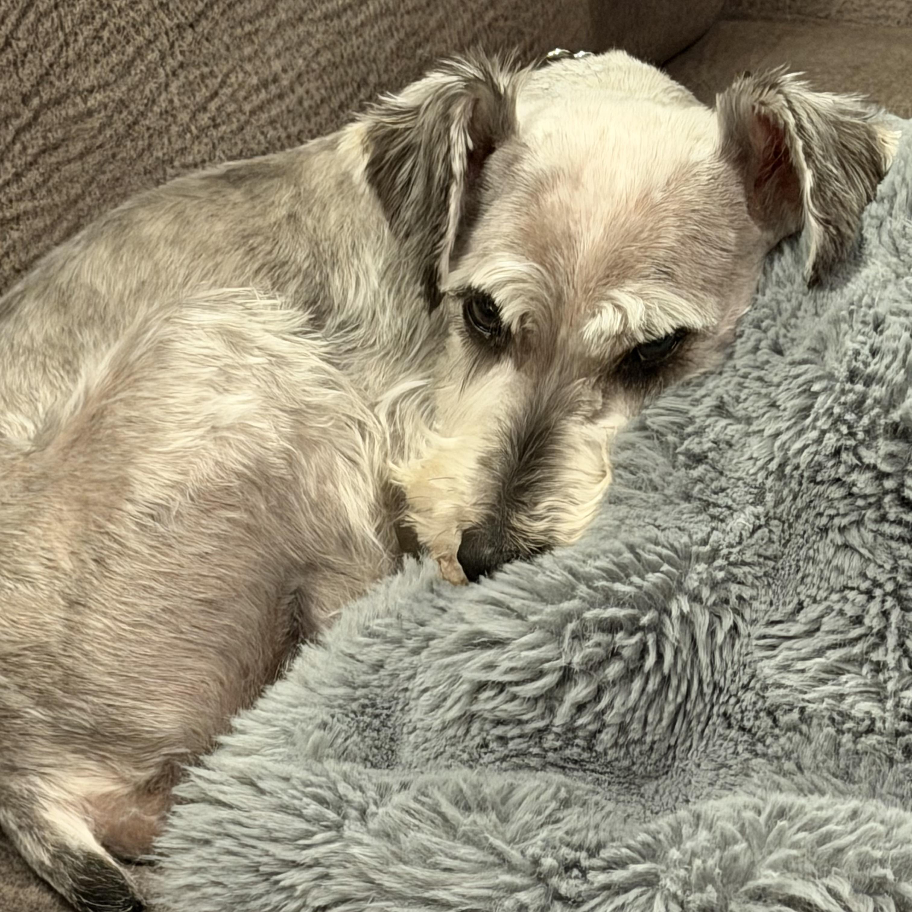 Buggs, an adoptable Miniature Schnauzer in Libertyville, IL image 5/5