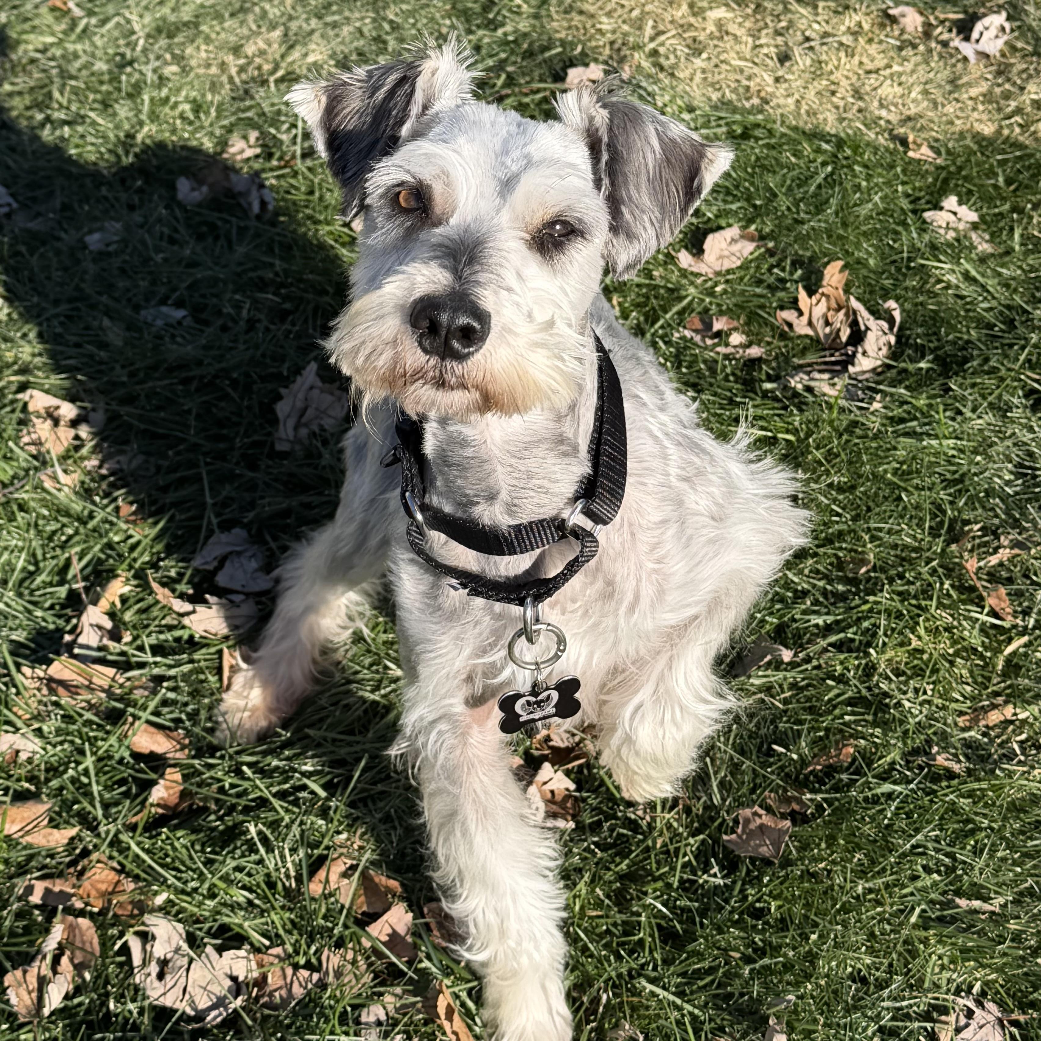 Buggs, an adoptable Miniature Schnauzer in Libertyville, IL image 1/5