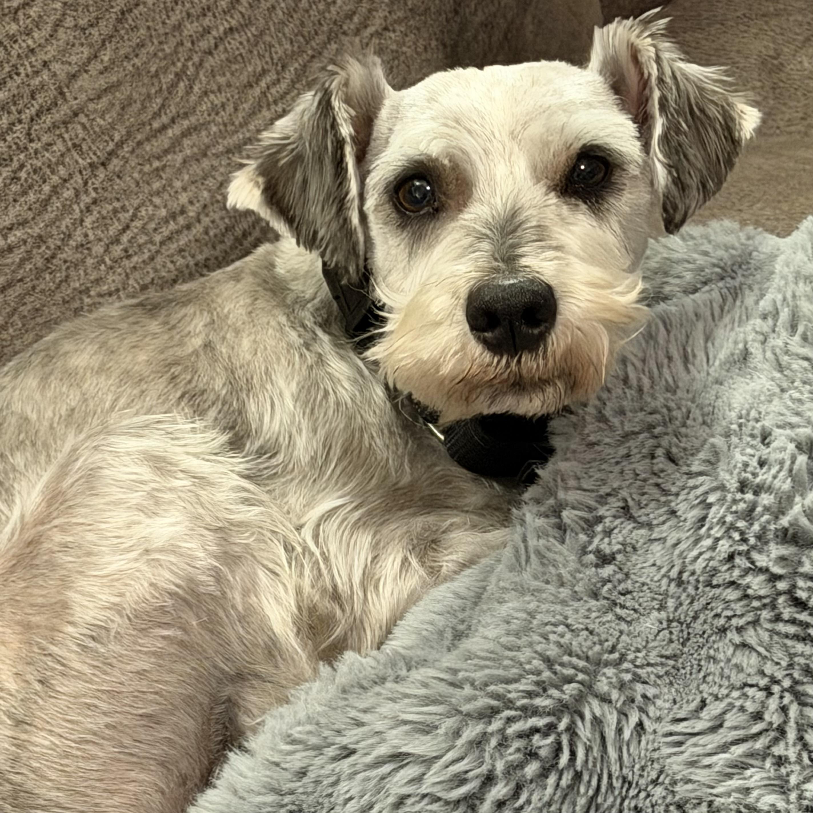 Buggs, an adoptable Miniature Schnauzer in Libertyville, IL image 3/5