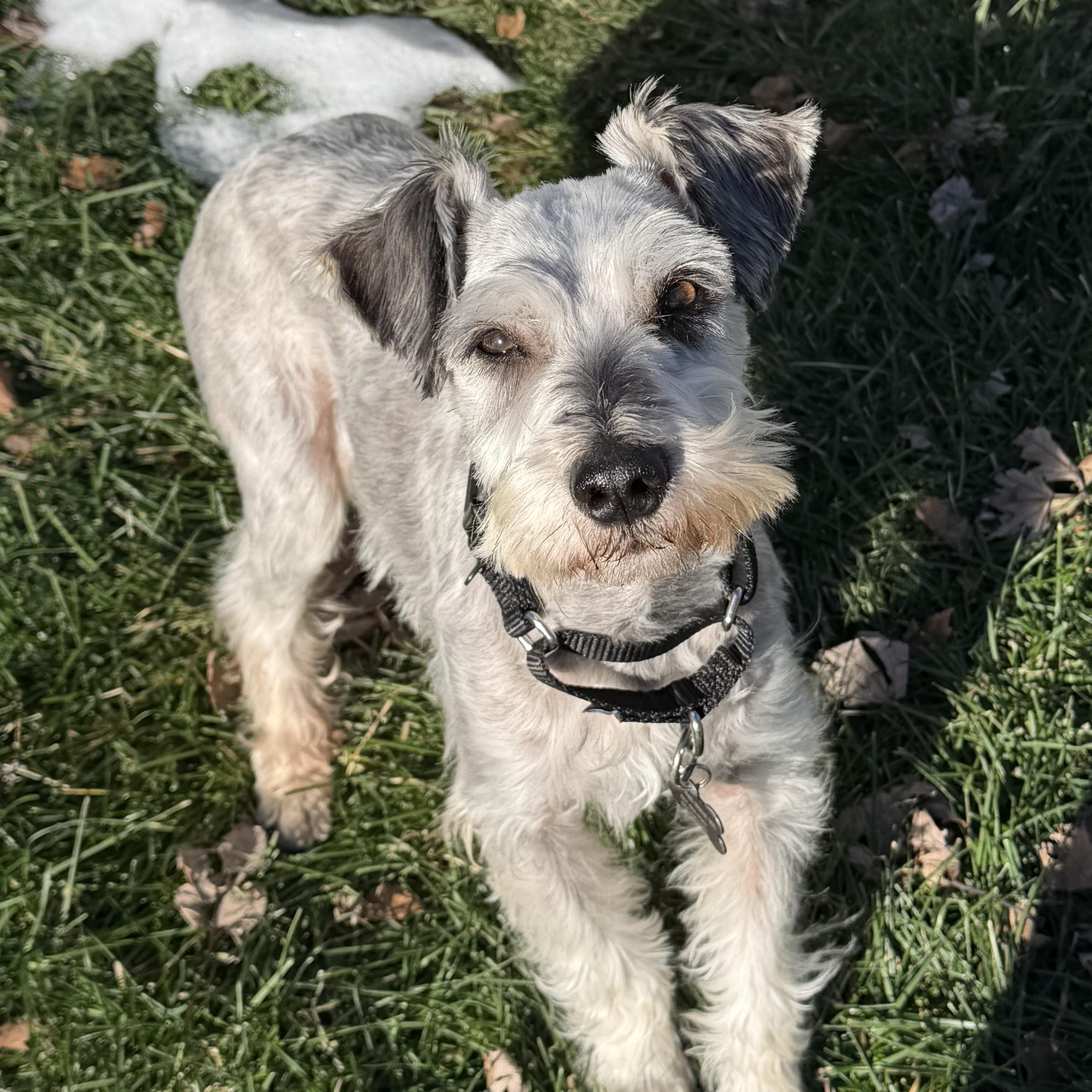 Buggs, an adoptable Miniature Schnauzer in Libertyville, IL image 4/5