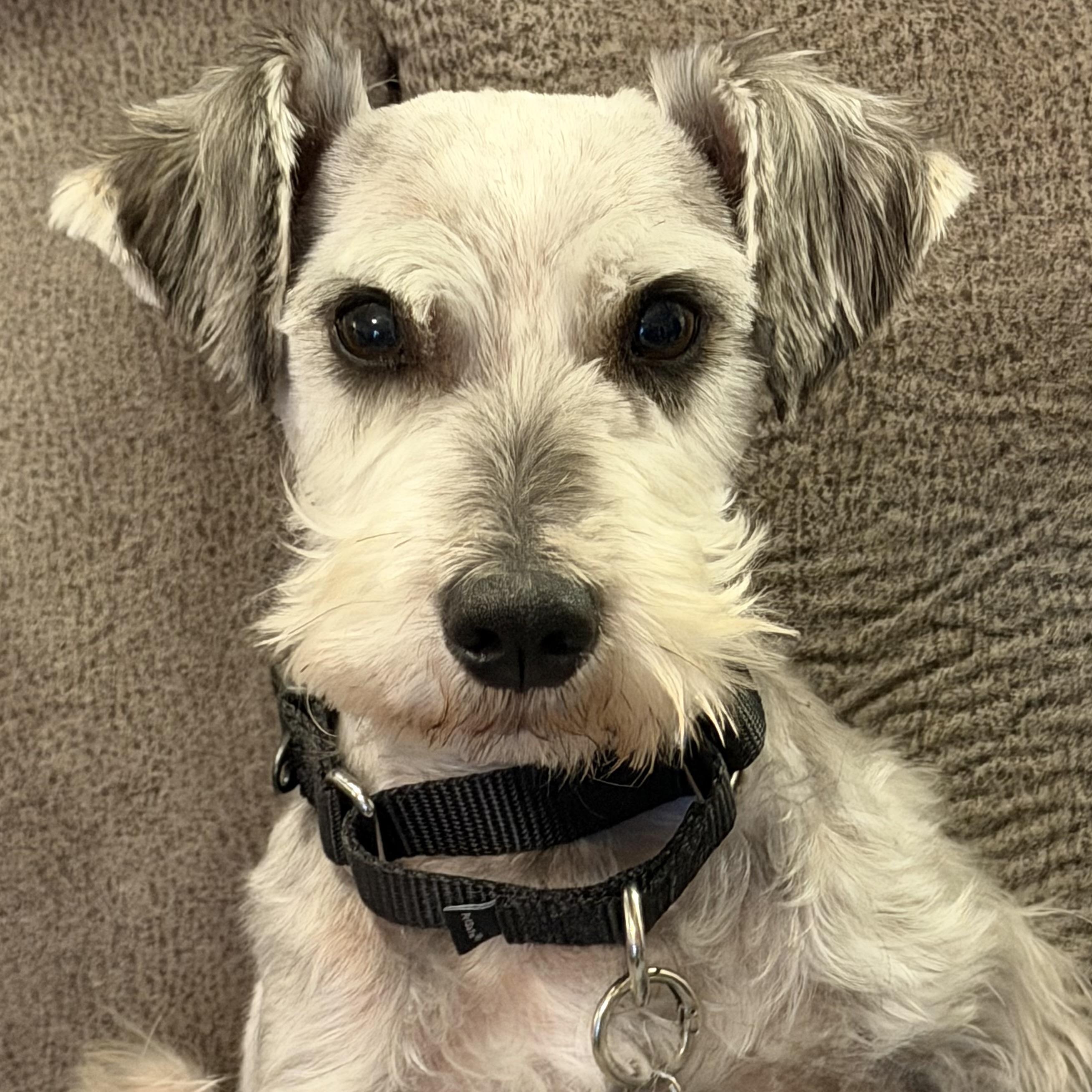 Buggs, an adoptable Miniature Schnauzer in Libertyville, IL image 2/5