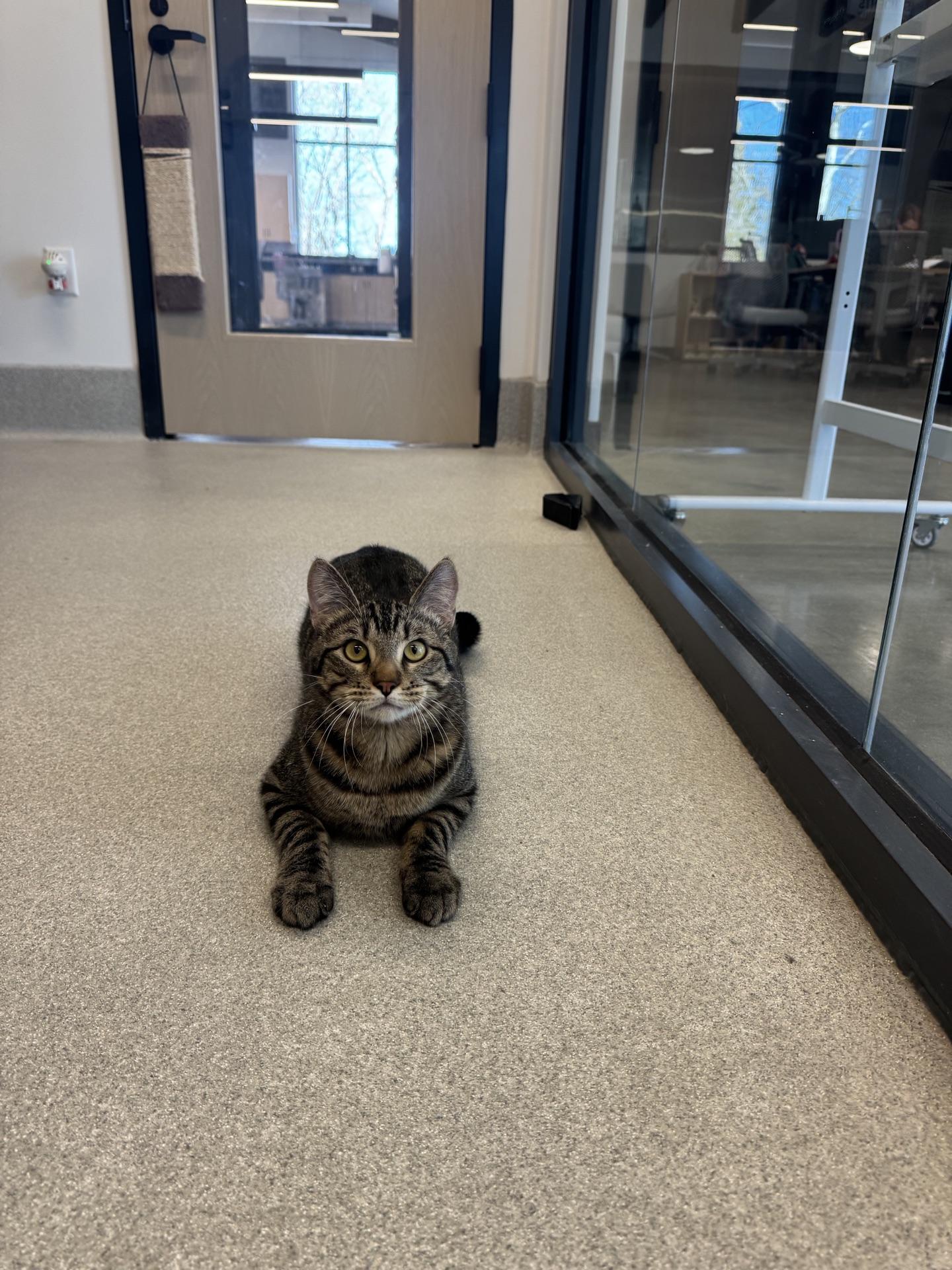 Oliver, a ADOPTABLE Domestic Short Hair in Fenton, MO image 2/5