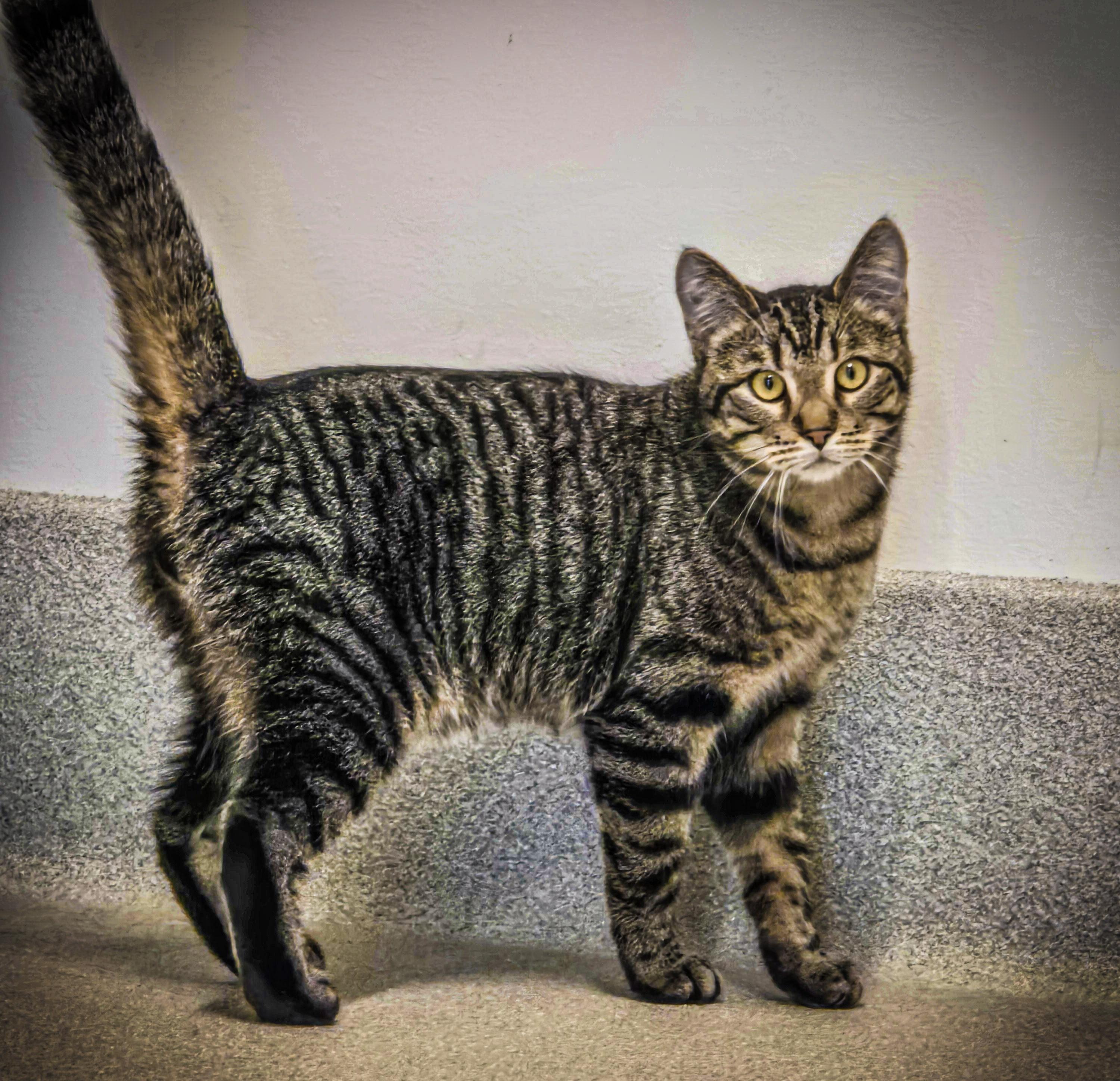 Oliver, ADOPTABLE, Young Male Domestic Short Hair.