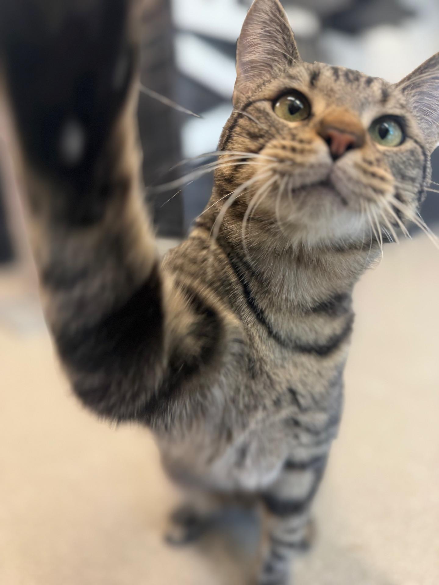 Oliver, a ADOPTABLE Domestic Short Hair in Fenton, MO image 4/5