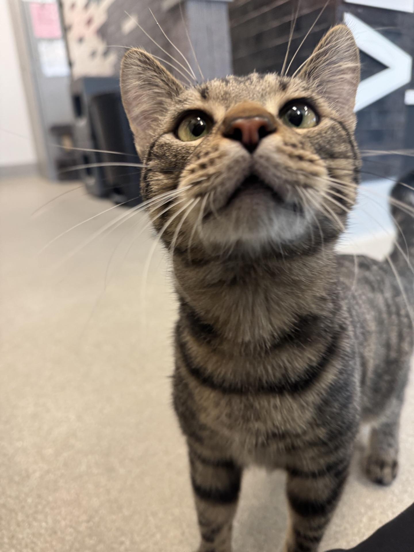 Oliver, a ADOPTABLE Domestic Short Hair in Fenton, MO image 3/5