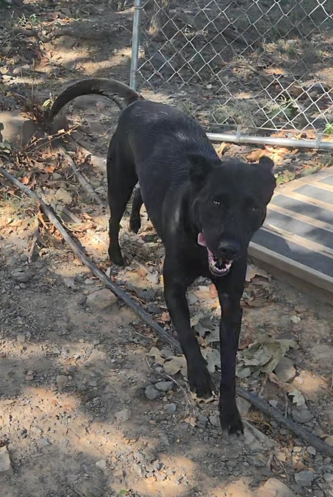 Jezzabelle, Adoptable, Adult Female Labrador Retriever.
