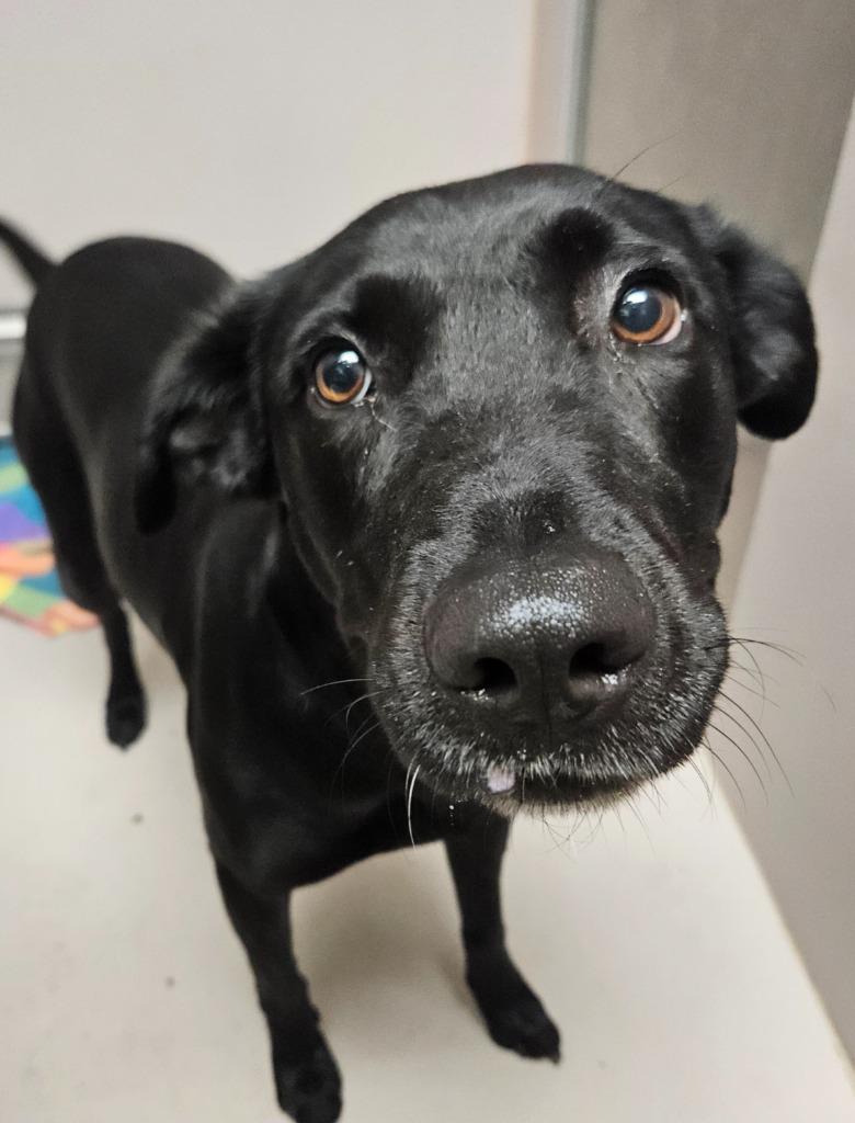 Enlarge Jezzabelle, a Adoptable Labrador Retriever in Sherwood, AR image 1/1