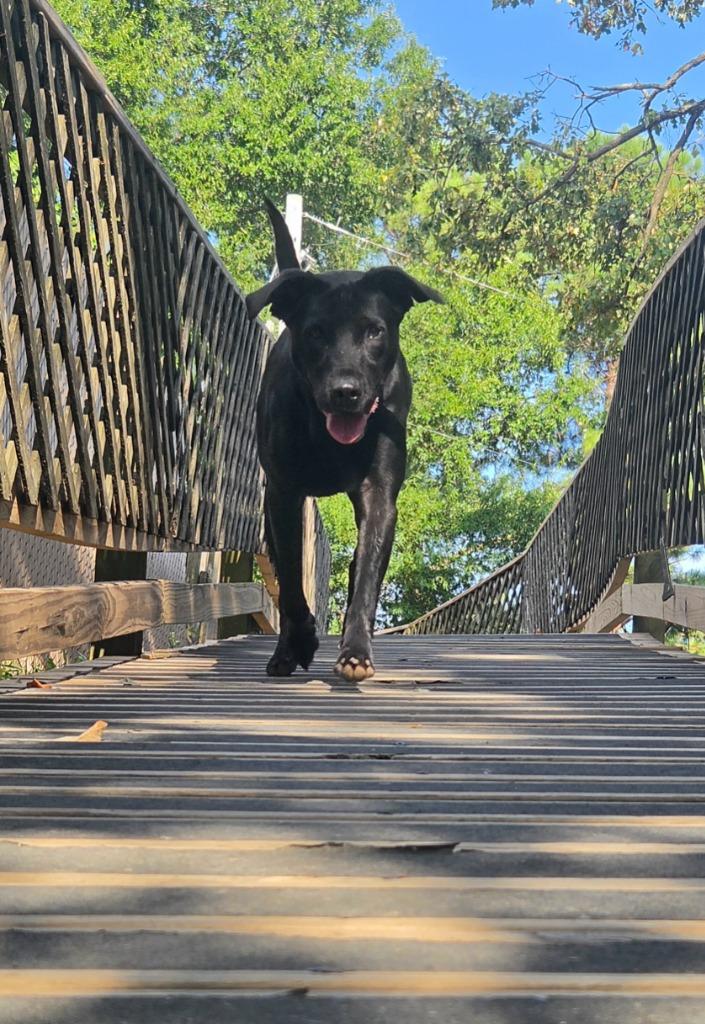 Jezzabelle, a Adoptable Labrador Retriever in Sherwood, AR image 2/4