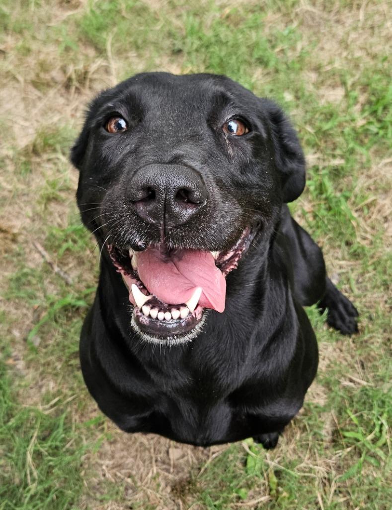 Enlarge Jezzabelle, a Adoptable Labrador Retriever in Sherwood, AR image 1/1