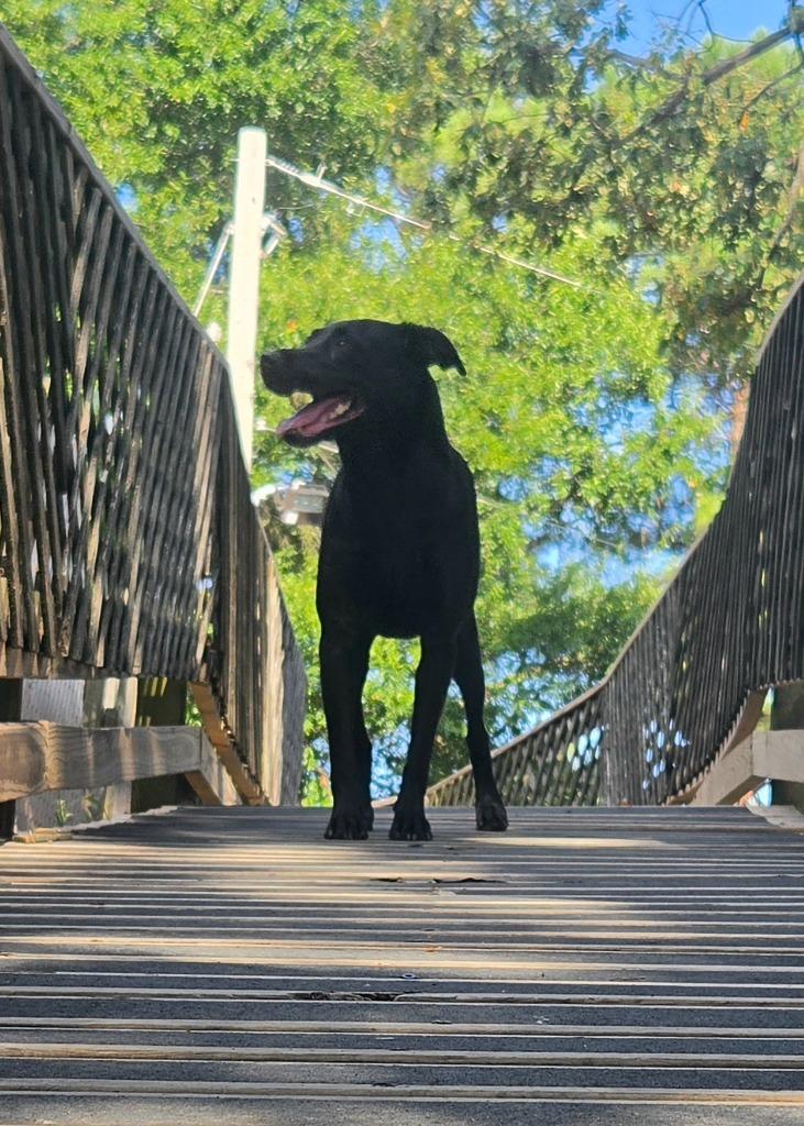 Jezzabelle, a Adoptable Labrador Retriever in Sherwood, AR image 4/4