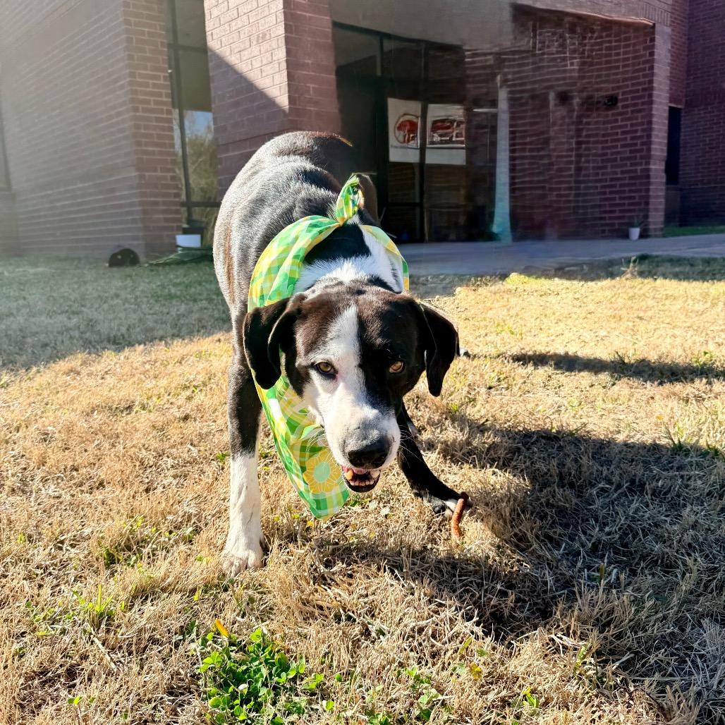 Chisel — thumbnail 6