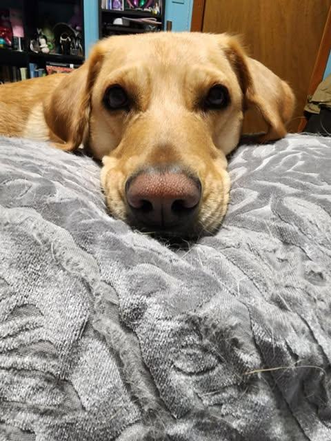 Enlarge Luminae, a ADOPTABLE Yellow Labrador Retriever in Killingworth, CT image 4/6