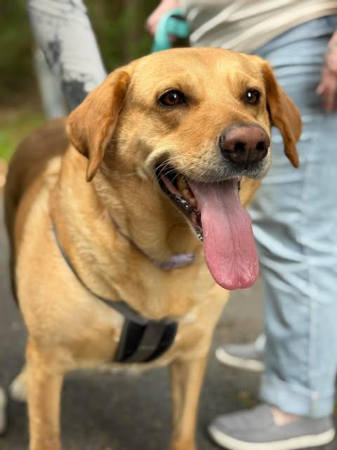Luminae, ADOPTABLE, Adult Female Yellow Labrador Retriever.
