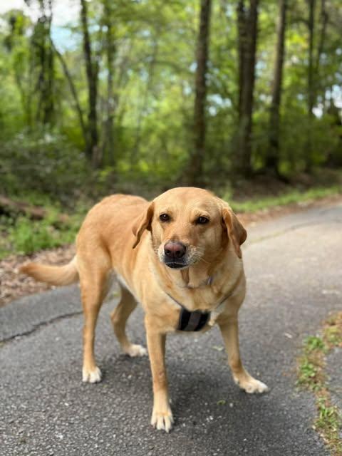 Enlarge Luminae, a ADOPTABLE Yellow Labrador Retriever in Killingworth, CT image 2/6