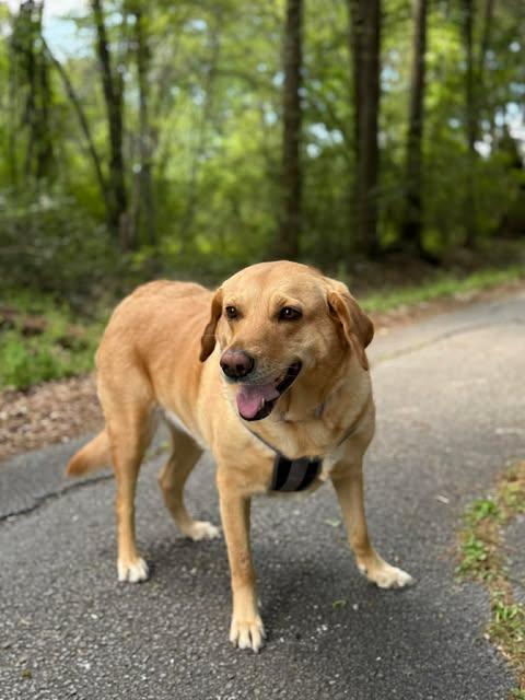 Enlarge Luminae, a ADOPTABLE Yellow Labrador Retriever in Killingworth, CT image 5/6