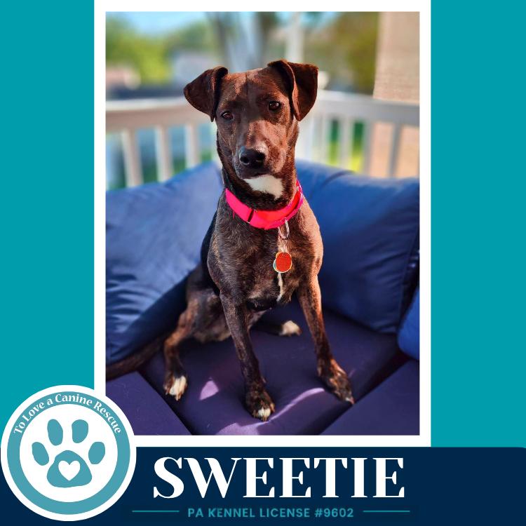 Enlarge Sweetie (Mom to Sweeties Sweets) 082926, a Adoptable mixed breed in Kimberton, PA image 1/6