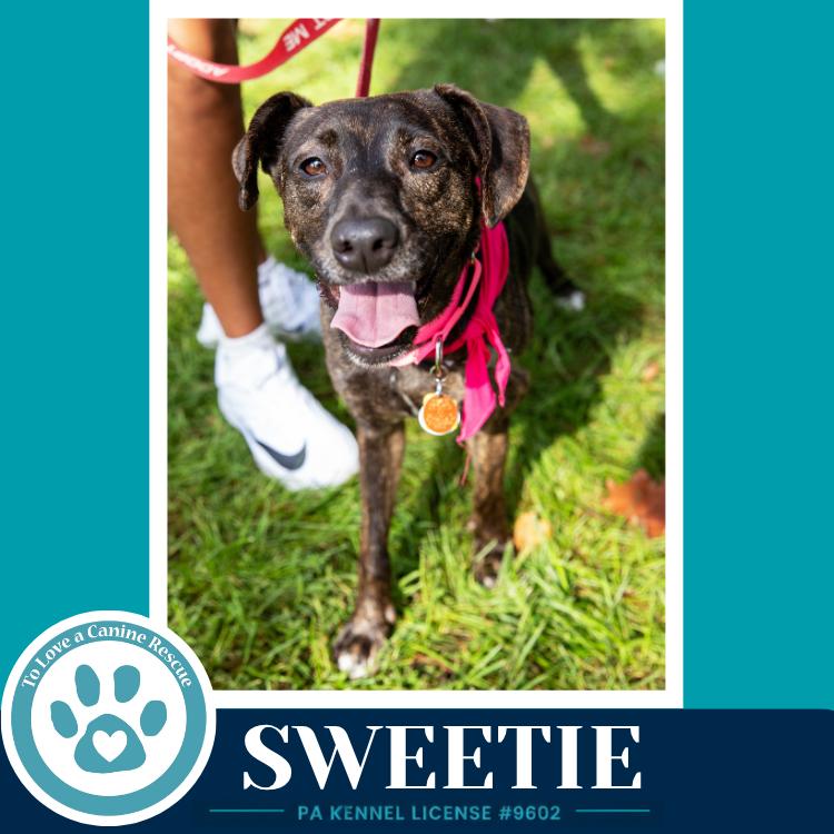 Enlarge Sweetie (Mom to Sweeties Sweets) 082926, a Adoptable mixed breed in Kimberton, PA image 2/6