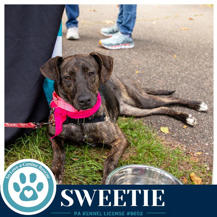 Enlarge Sweetie (Mom to Sweeties Sweets) 082926, a Adoptable mixed breed in Kimberton, PA image 3/6