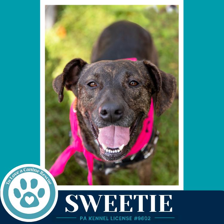 Enlarge Sweetie (Mom to Sweeties Sweets) 082926, a Adoptable mixed breed in Kimberton, PA image 4/6