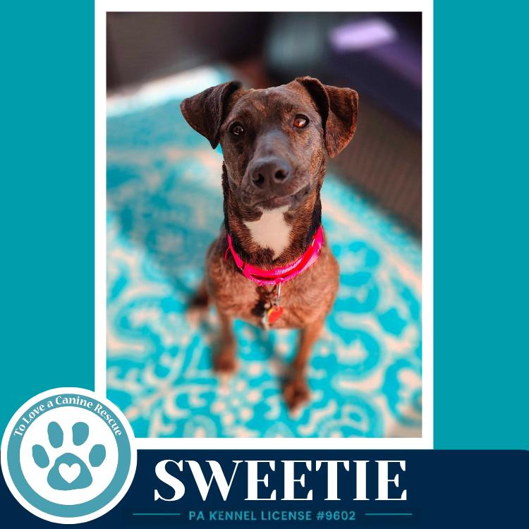 Enlarge Sweetie (Mom to Sweeties Sweets) 082926, a Adoptable mixed breed in Kimberton, PA image 5/6