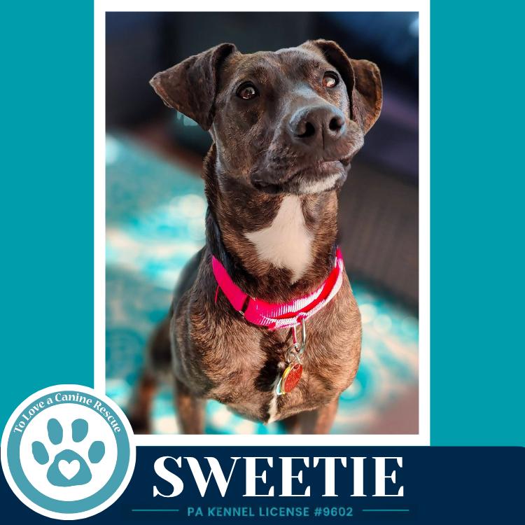 Enlarge Sweetie (Mom to Sweeties Sweets) 082926, a Adoptable mixed breed in Kimberton, PA image 6/6