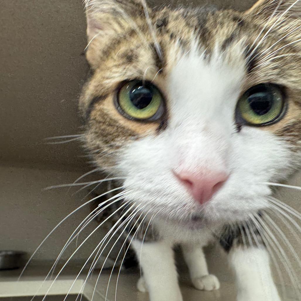 Helvetica, Adoptable, Young Female Domestic Short Hair.