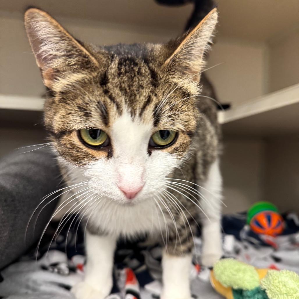 Helvetica, a Adoptable Domestic Short Hair in Wheeling, IL image 2/5