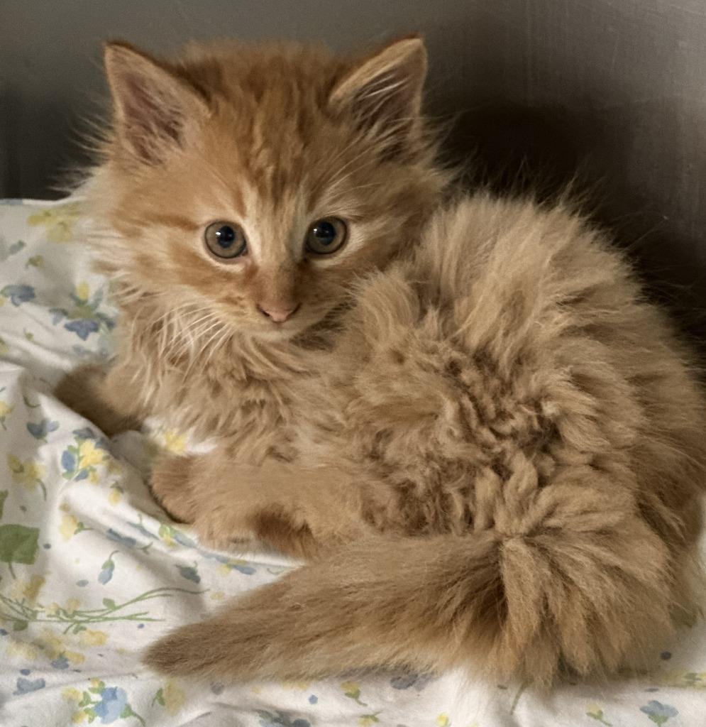 Enlarge Cheddar, a Adopted mixed breed in Sherwood, AR image 1/1