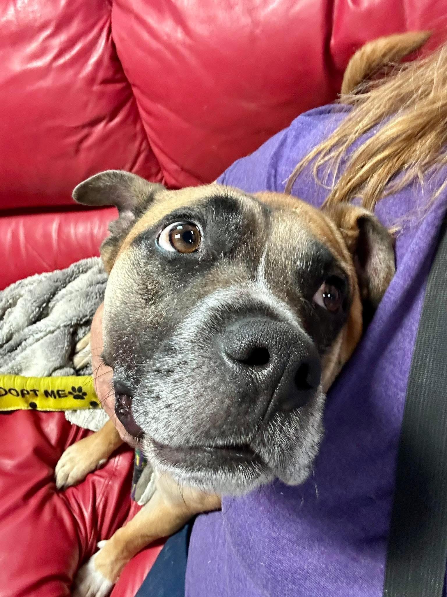 ROCKY (Boxer), Adult Male unknown