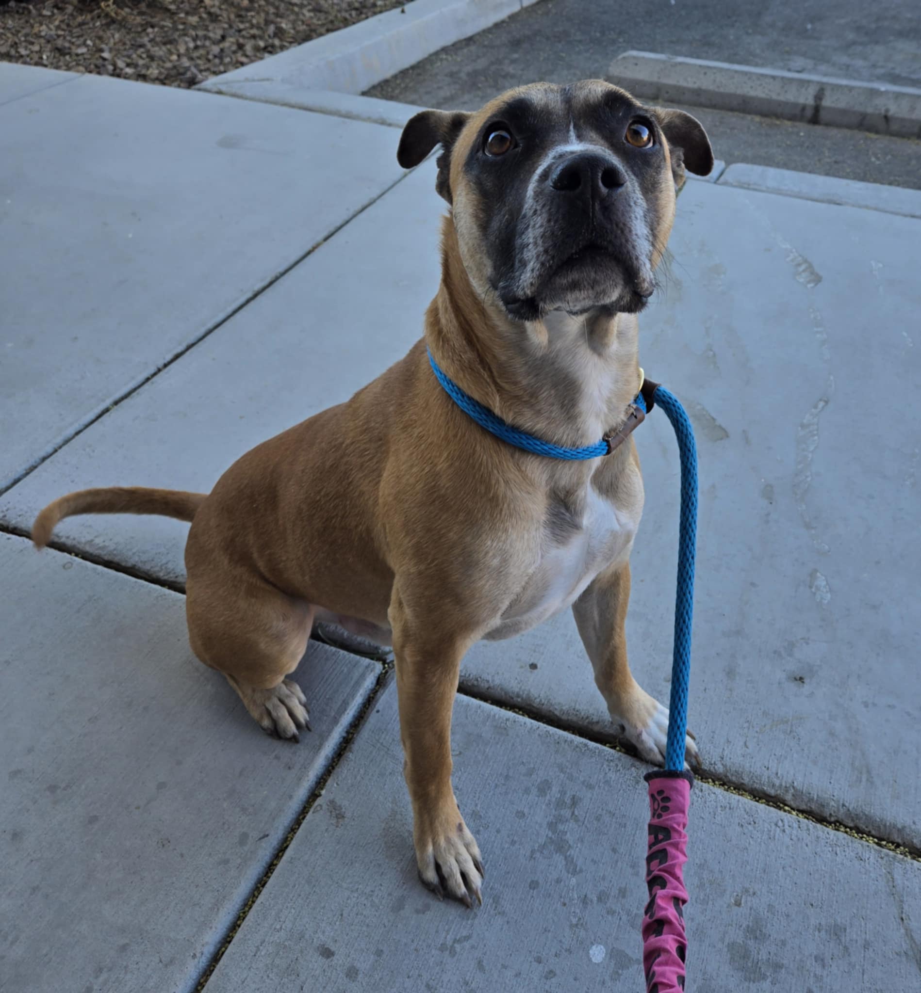 ROCKY (Boxer), a Adoptable mixed breed in Las Vegas, NV image 5/6