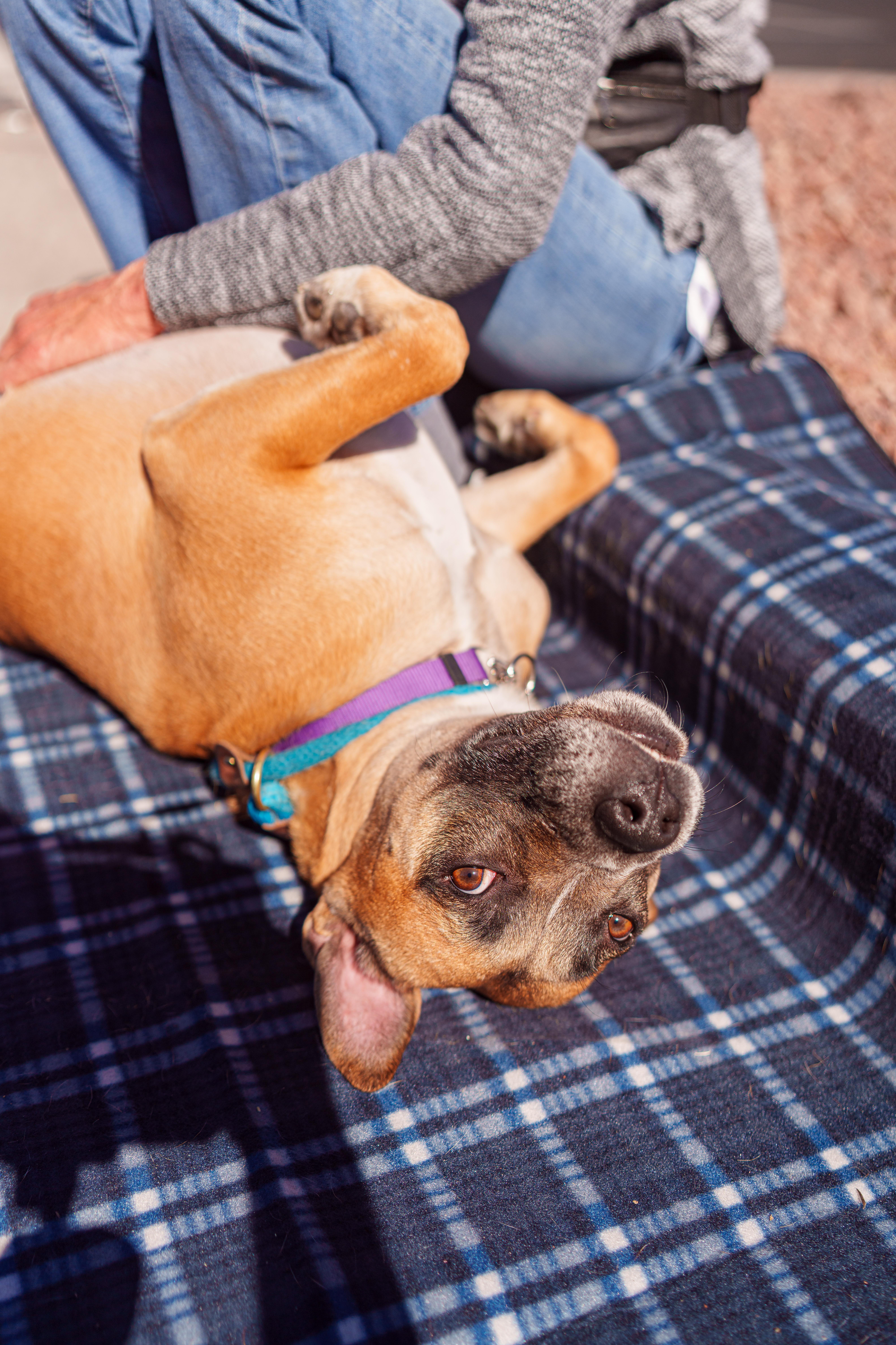 ROCKY (Boxer) photo 2