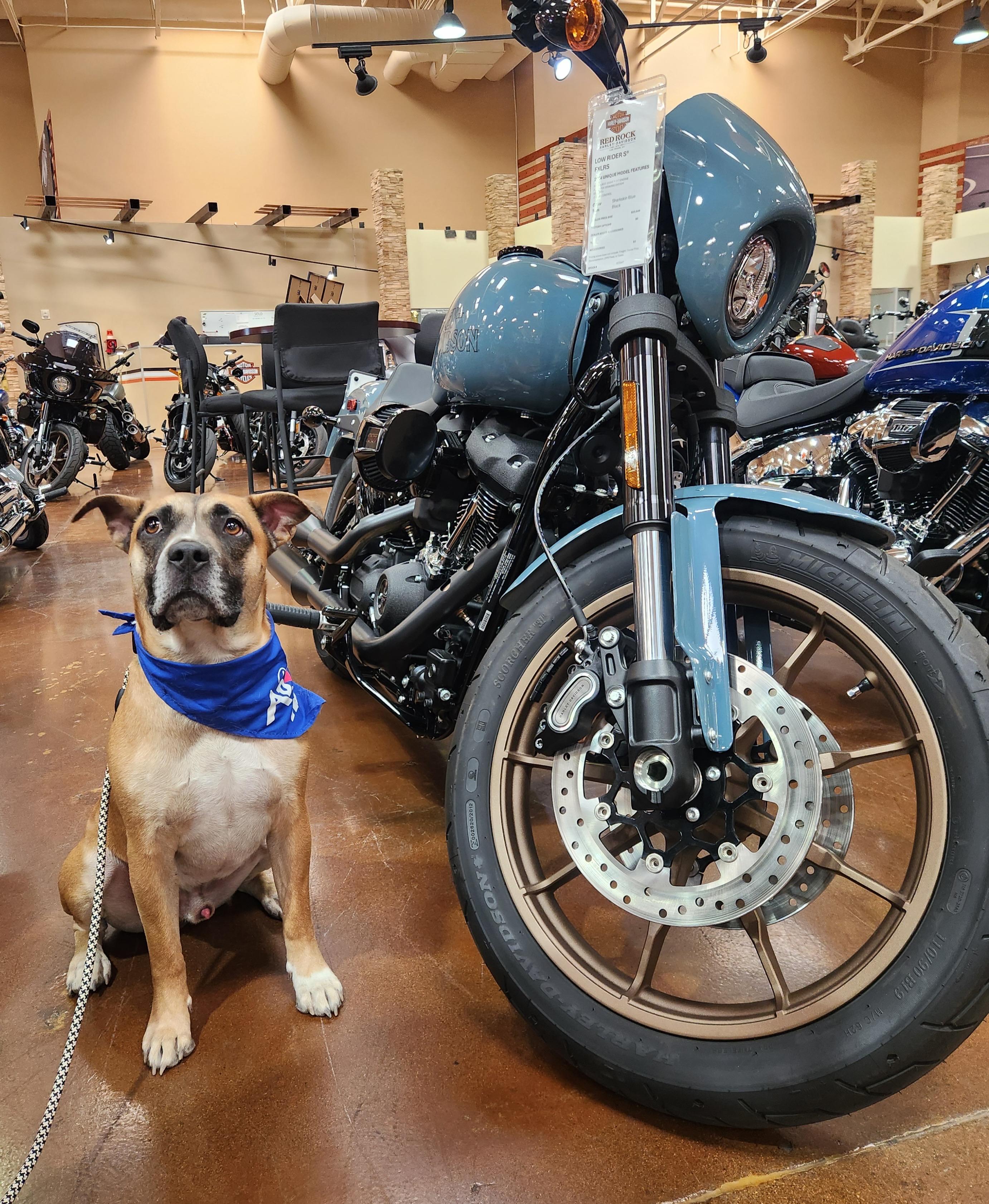 ROCKY (Boxer), a Adoptable mixed breed in Las Vegas, NV image 6/6