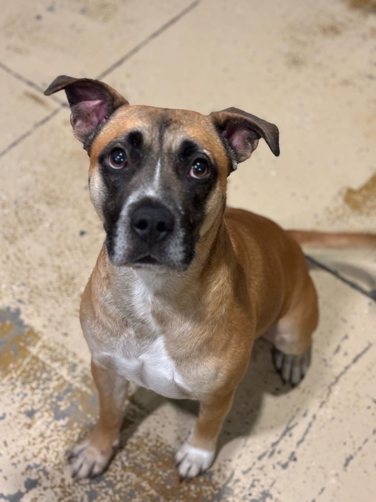 ROCKY (Boxer), a Adoptable mixed breed in Las Vegas, NV image 1/6