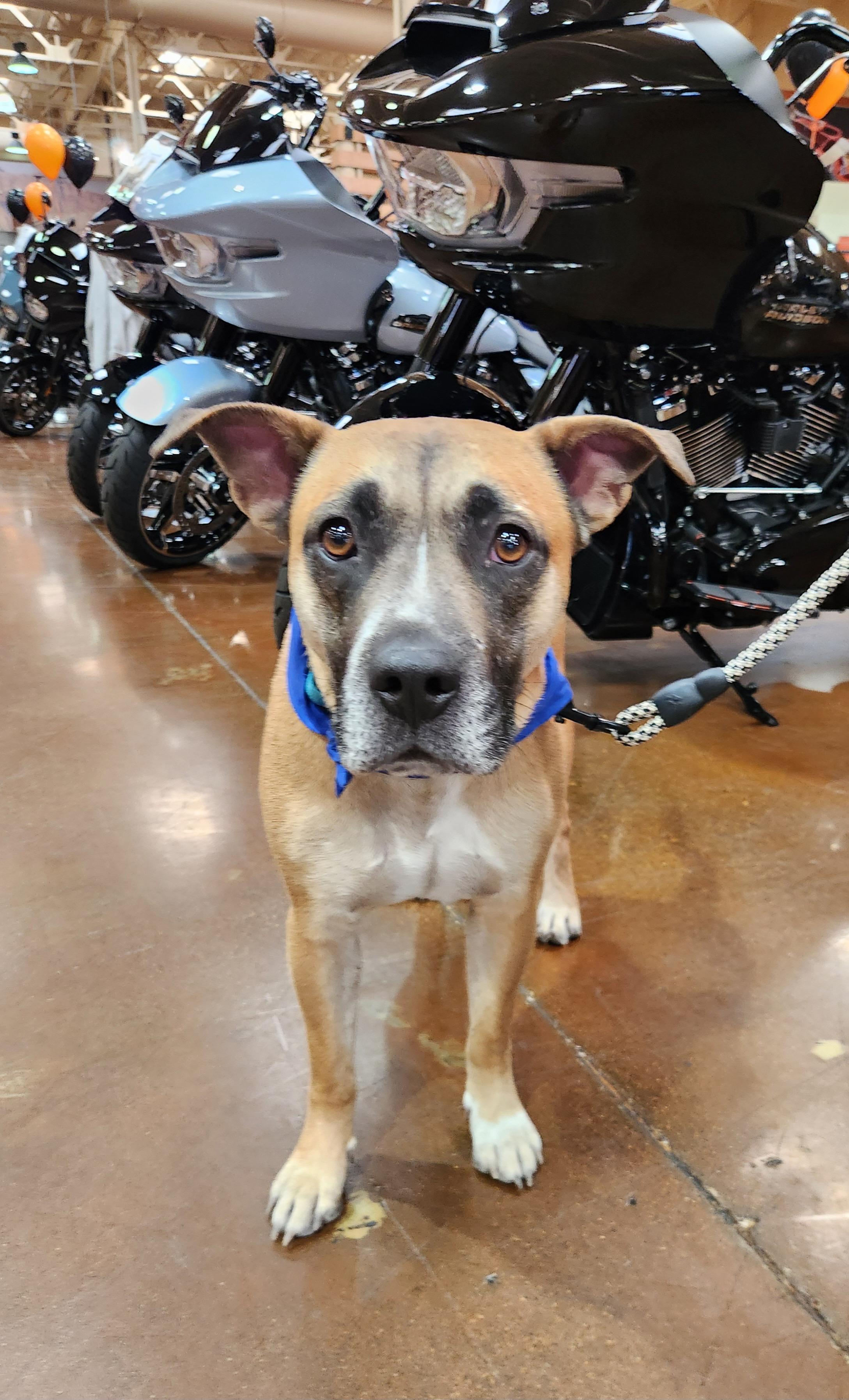 ROCKY (Boxer), a Adoptable mixed breed in Las Vegas, NV image 4/6