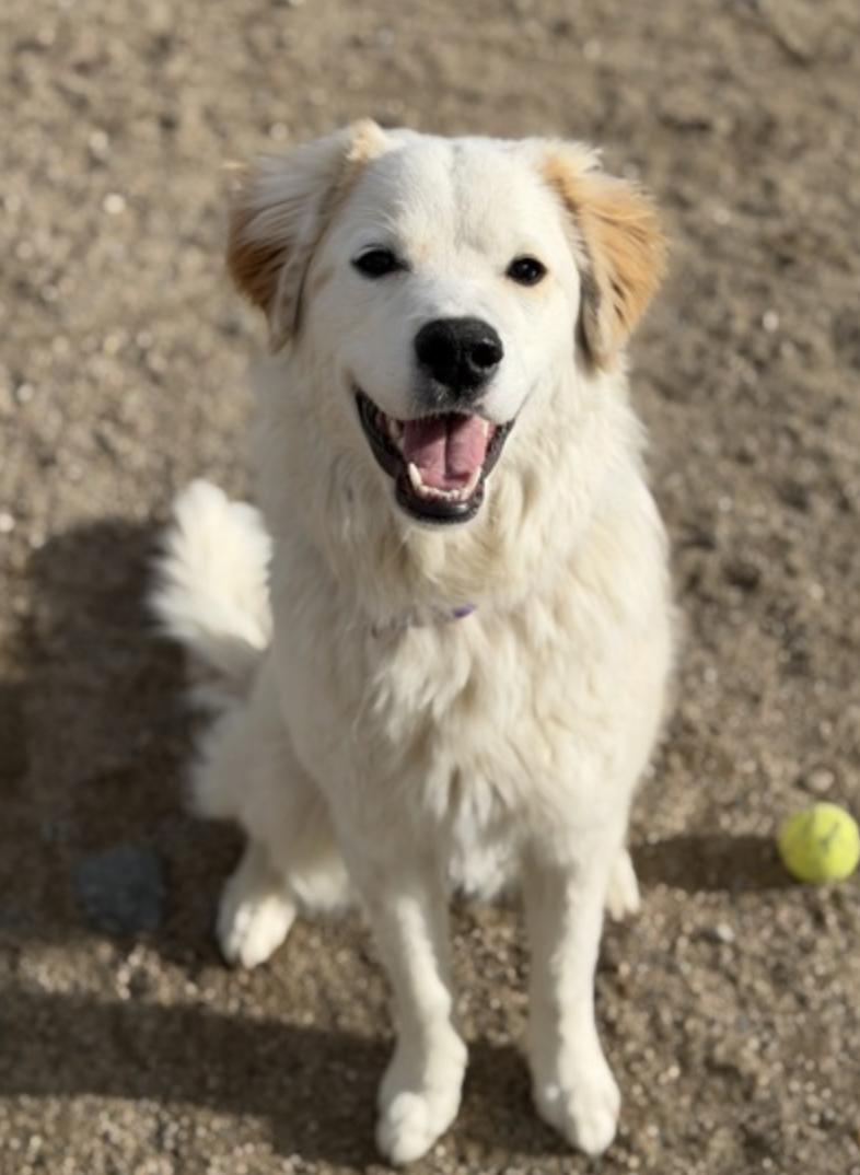 Maribel, adopted, Young Female Great Pyrenees.