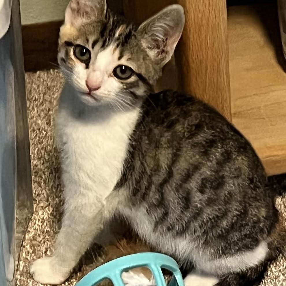 Clark, Adoptable, Kitten Female Domestic Short Hair.