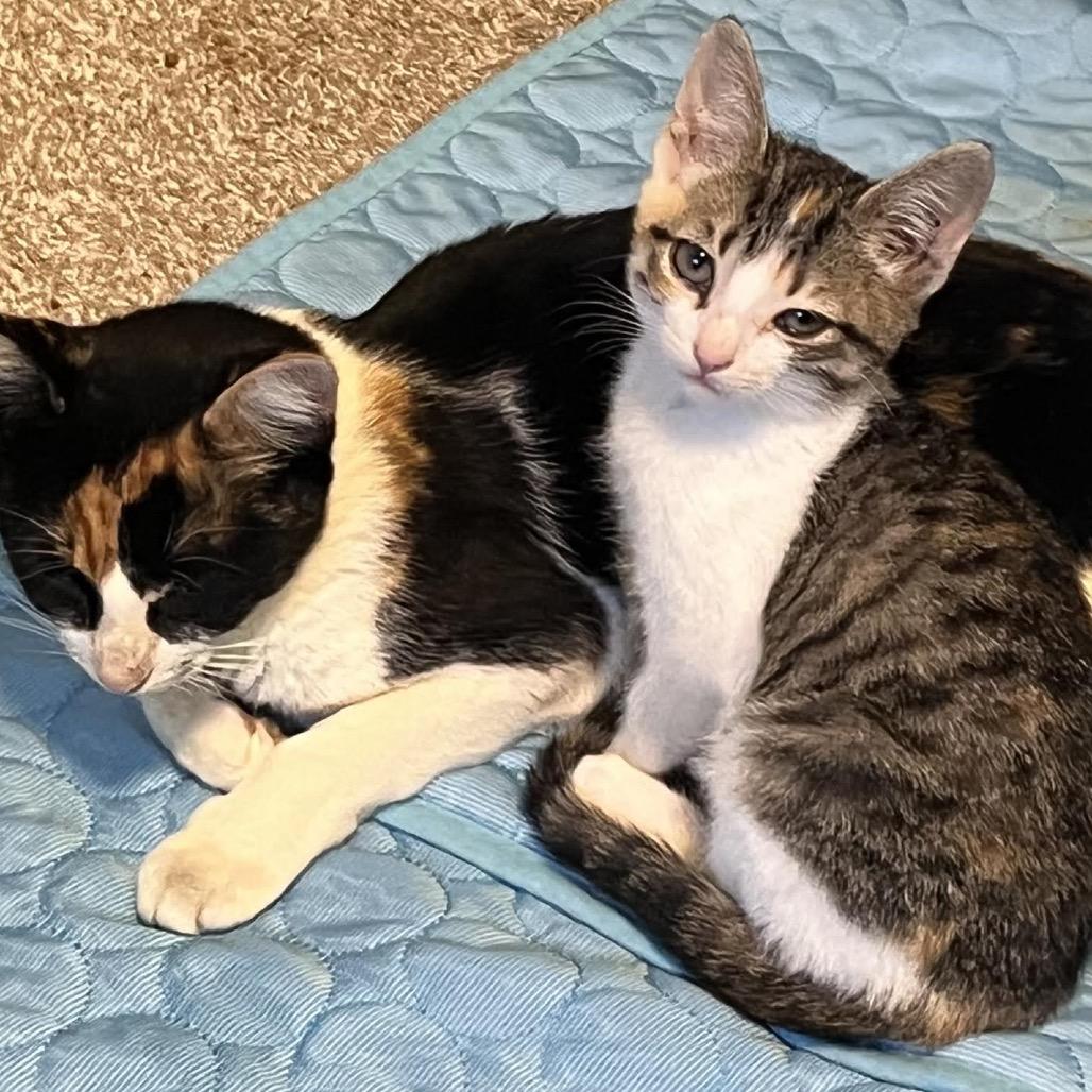 Clark, a Adoptable Domestic Short Hair in Madison, WI image 3/3