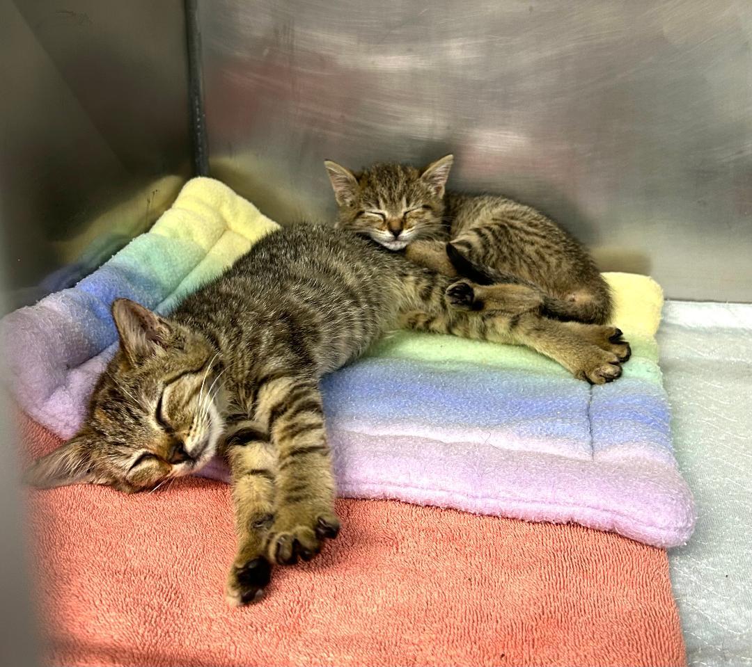 Camilla and Park MUST STAY TOGETHER., Adoptable, Kitten Female Domestic Short Hair.