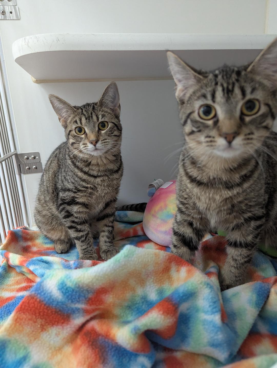 Camilla and Park   MUST STAY TOGETHER., Adoptable, Kitten Female Domestic Short Hair.